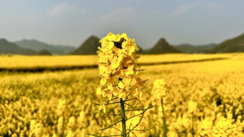 金鸡峰丛