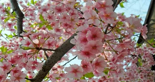 春季