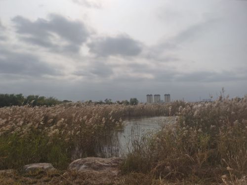 白鹭湖湿地公园