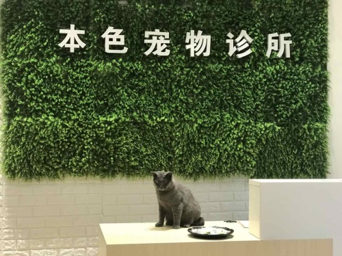 本色宠物诊所(麦地店)