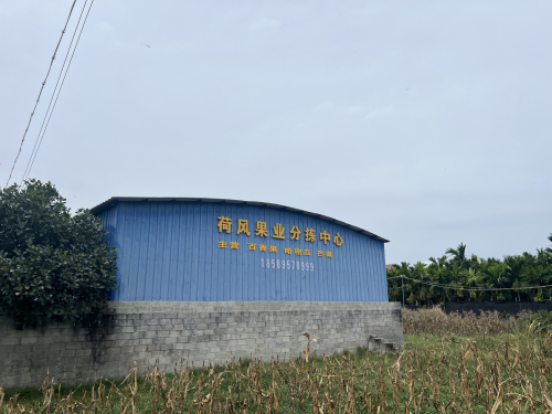 荷风果业百香果分选中心