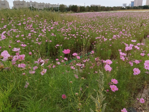 锦湖花海