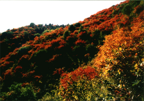 燕子山国家森林公园
