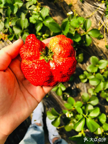 小高草莓采摘园