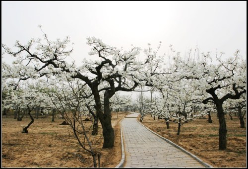 黄河故道森林公园