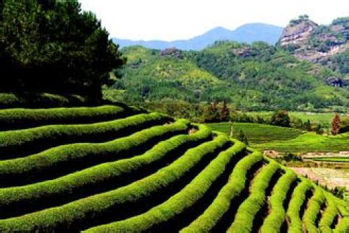 御茶园