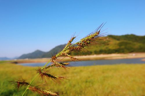 上垟乡前岸村湿地公园