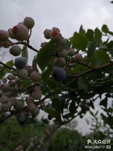 南京昌米蓝苺釆摘园的第2张图片的图片资料