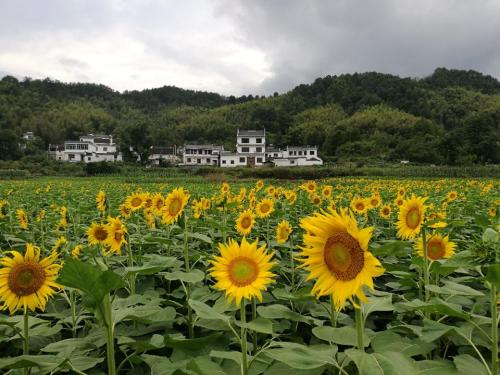 蜀源优云谷景区