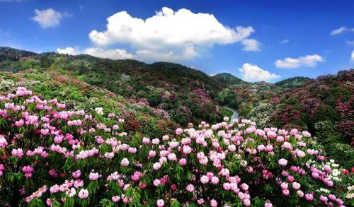 中国百里杜鹃风景名胜区-百花坪