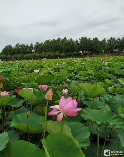 丰安村荷花池