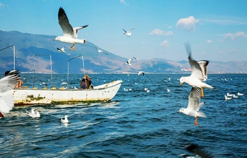 桑沟湾泓泰海洋牧场