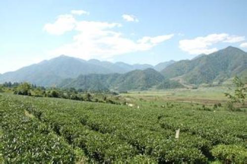 腾冲高山乌龙茶观光园区