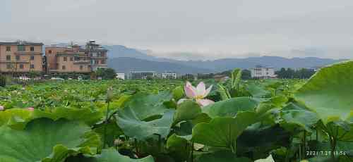 抚仙湖-北岸洋潦营湿地公园