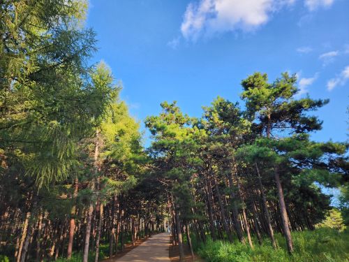 向阳山森林公园