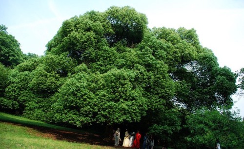 长春森林植物园