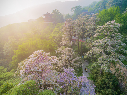 花果山风景区-楸树林