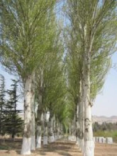 兰州植物园