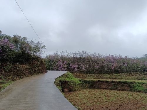 山都村杜鹃花景区