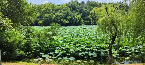 神山公园-荷塘