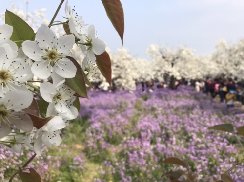 三台山国家森林公园-露营区