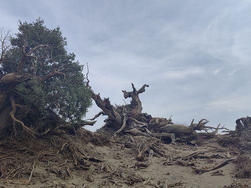 伊吾原始胡杨林景区