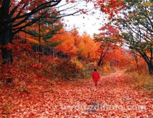 五顶山国家森林公园