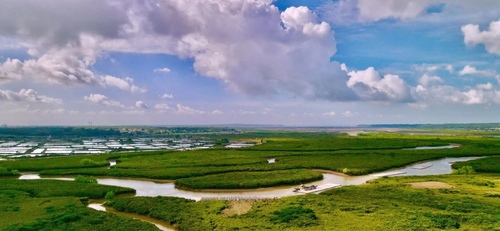 金牛岛红树林