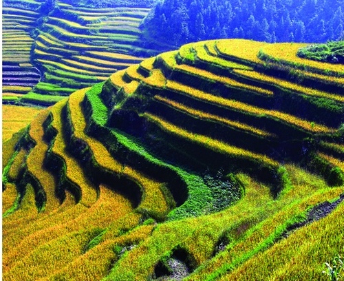 紫鹊界梯田景区