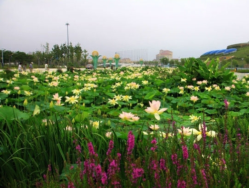 亚沙水生植物园