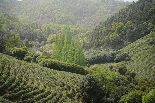 浙江梁希国家森林公园