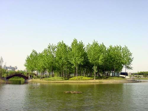世纪公园-风景林区