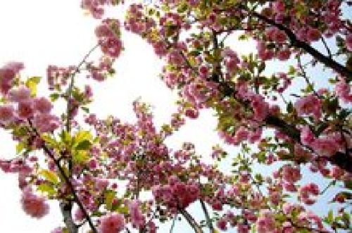 蕉门公园