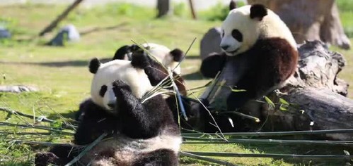 卧龙中华大熊猫苑神树坪基地