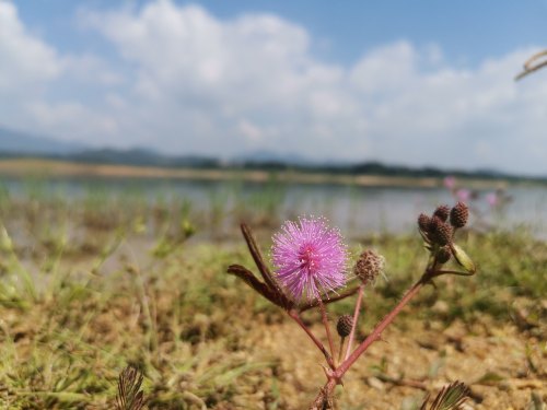 木色湖