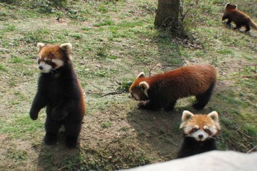 贵阳森林野生动物园
