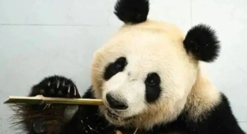 鞍山动物园