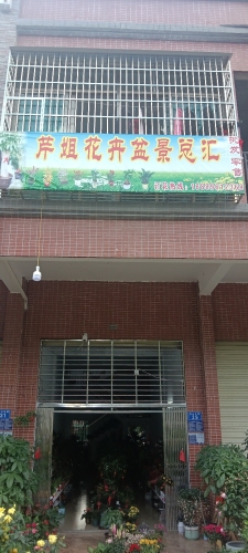 白沙芹姐花卉盆景总汇(泰海峰景名城店)