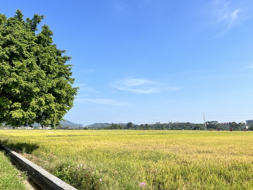 广州增城丝苗米稻田公园