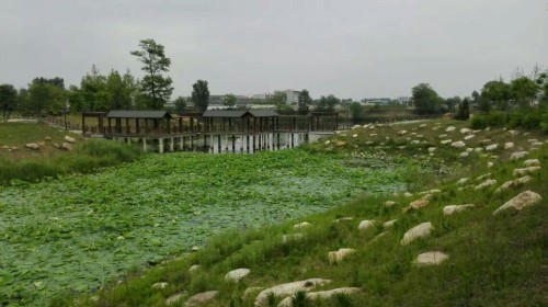 古莲花卉公园