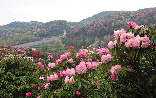 中国百里杜鹃风景名胜区