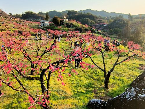 上坪桃花山