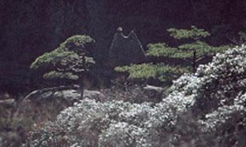 喜鹊登梅