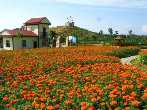芳香植物生态观光园