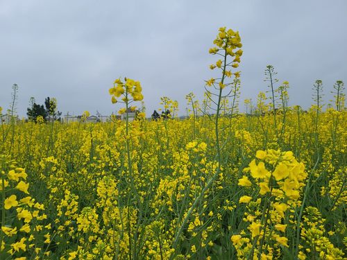 秋溪油菜花