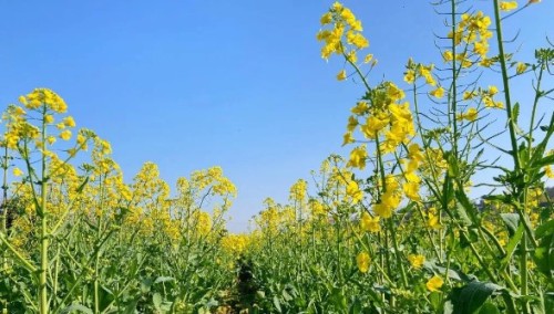 锁石花之缘景区