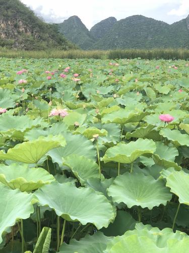 丘北音乐广场