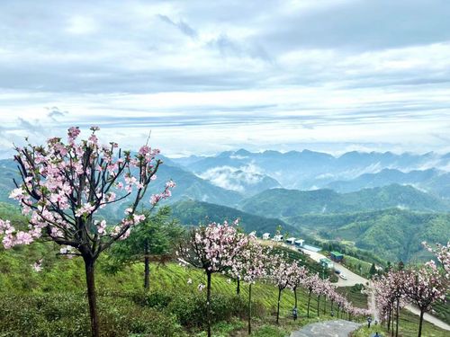 茶王山