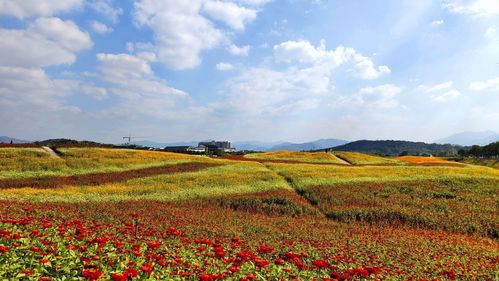 青阳花海