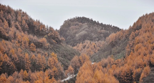 梨子坪森林公园